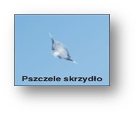 pszczele skrzydlo - Klejenie szyb samochodowych